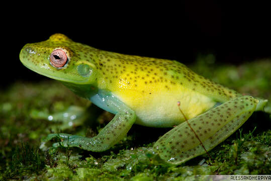 Image of Canebrake Treefrogs