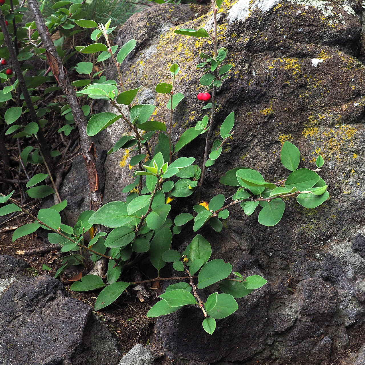 صورة Cotoneaster integerrimus Medik.