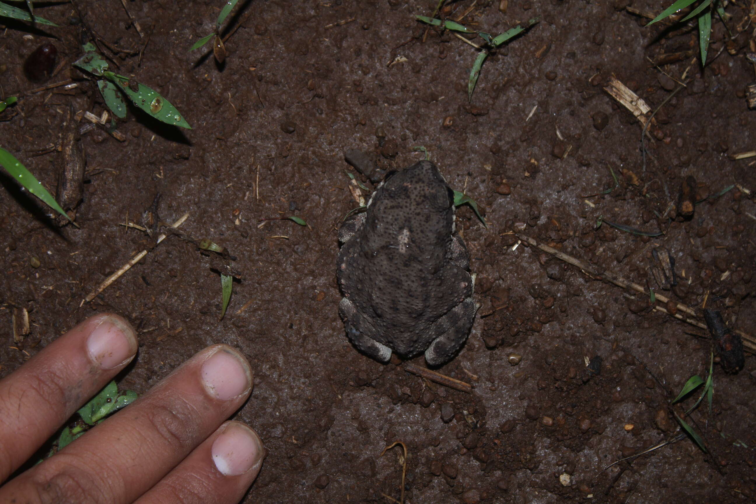 Image of Duttaphrynus Frost, Grant, Faivovich, Bain, Haas, Haddad, de Sá, Channing, Wilkinson & Donnellan et al. 2006