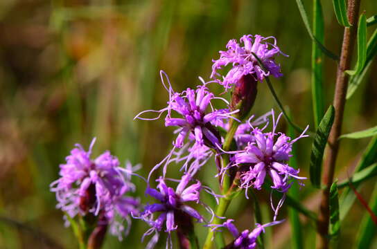 Слика од Liatris cylindracea Michx.