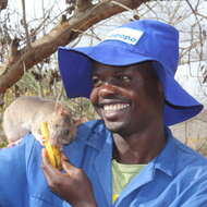 Image of Gambian Rat