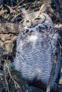 Image of Great Horned Owl