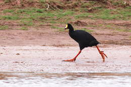 Image of Giant Coot