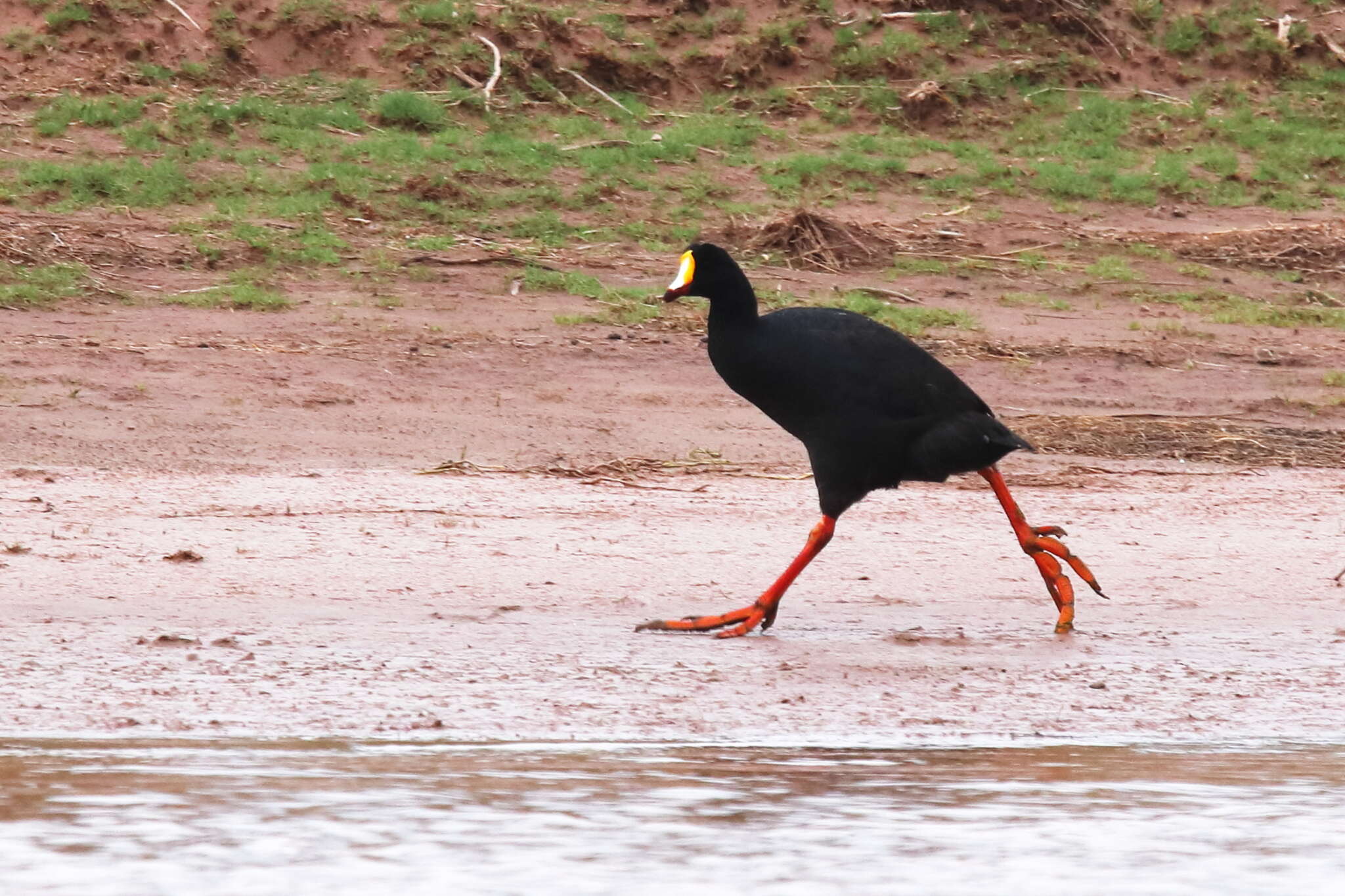 Image of Giant Coot