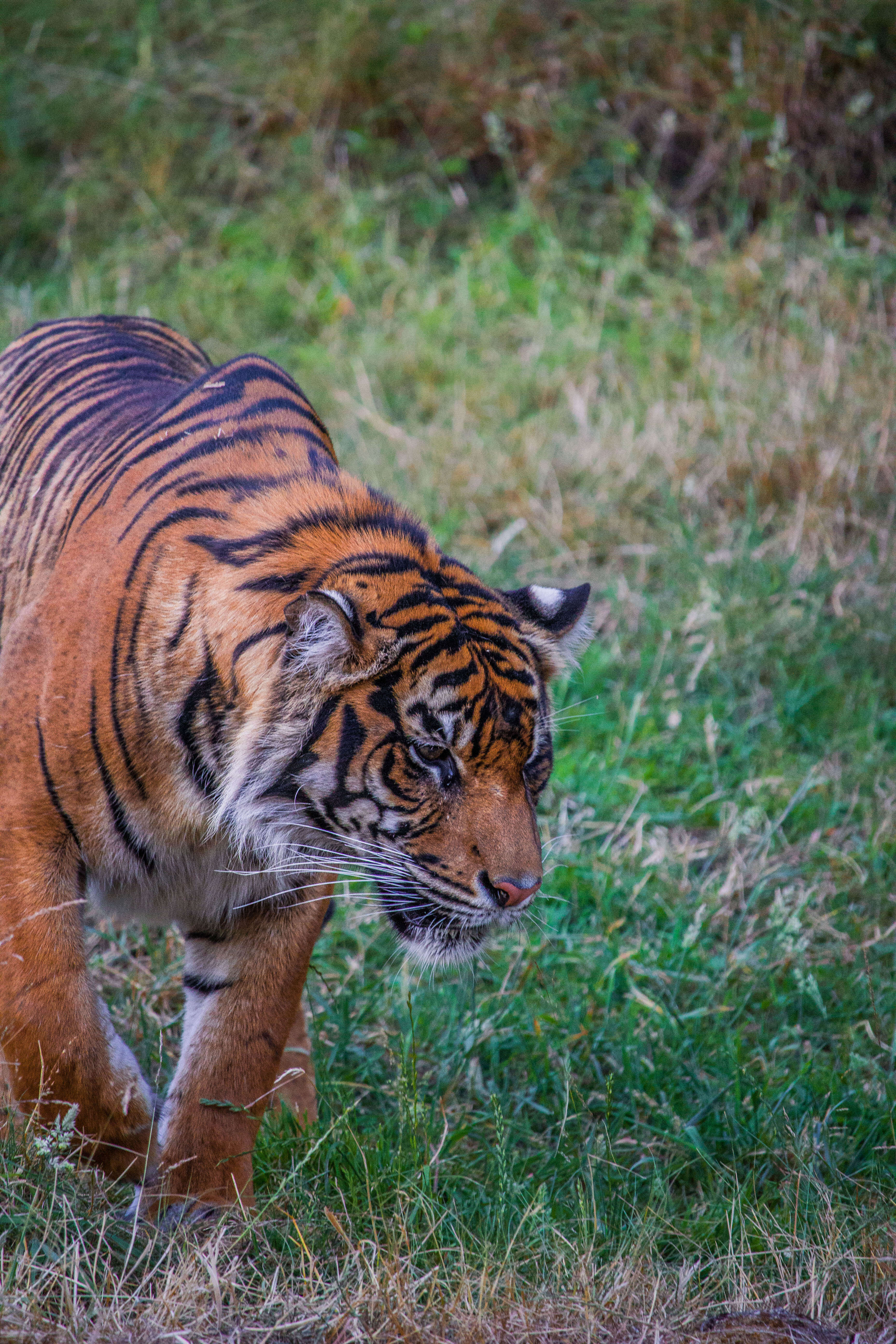 Image of Javan Tiger