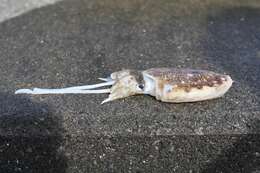 Image of Golden cuttlefish