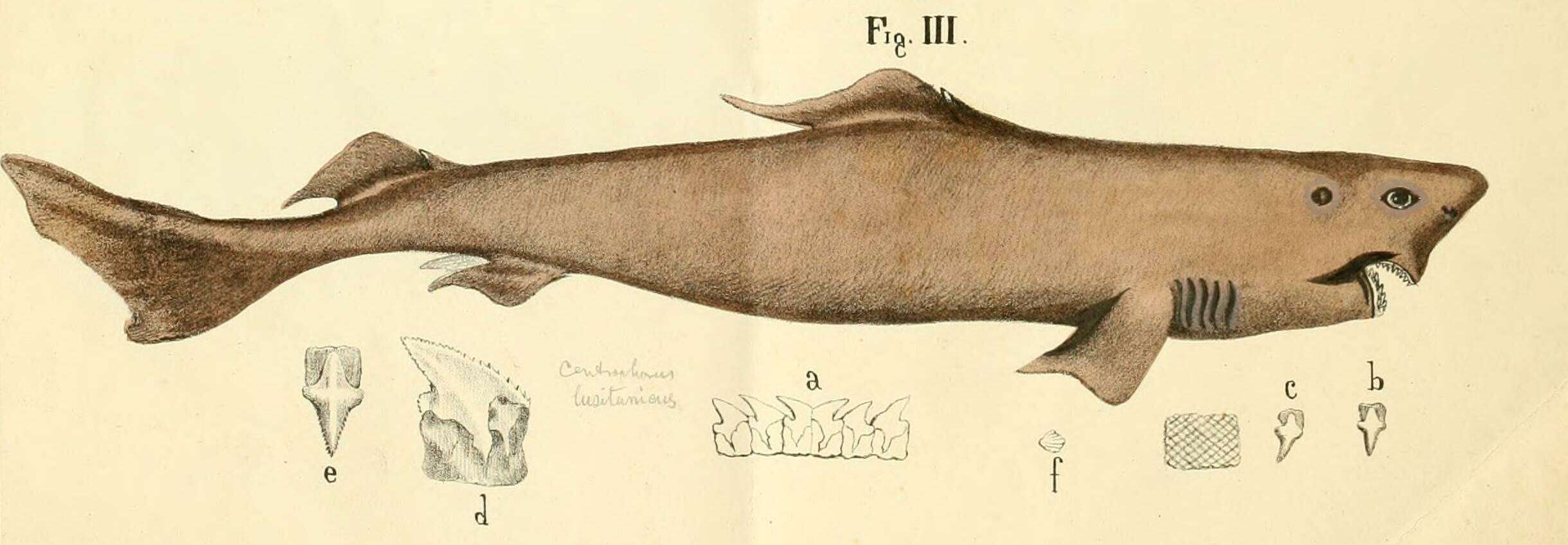 Image of Lowfin Gulper Shark