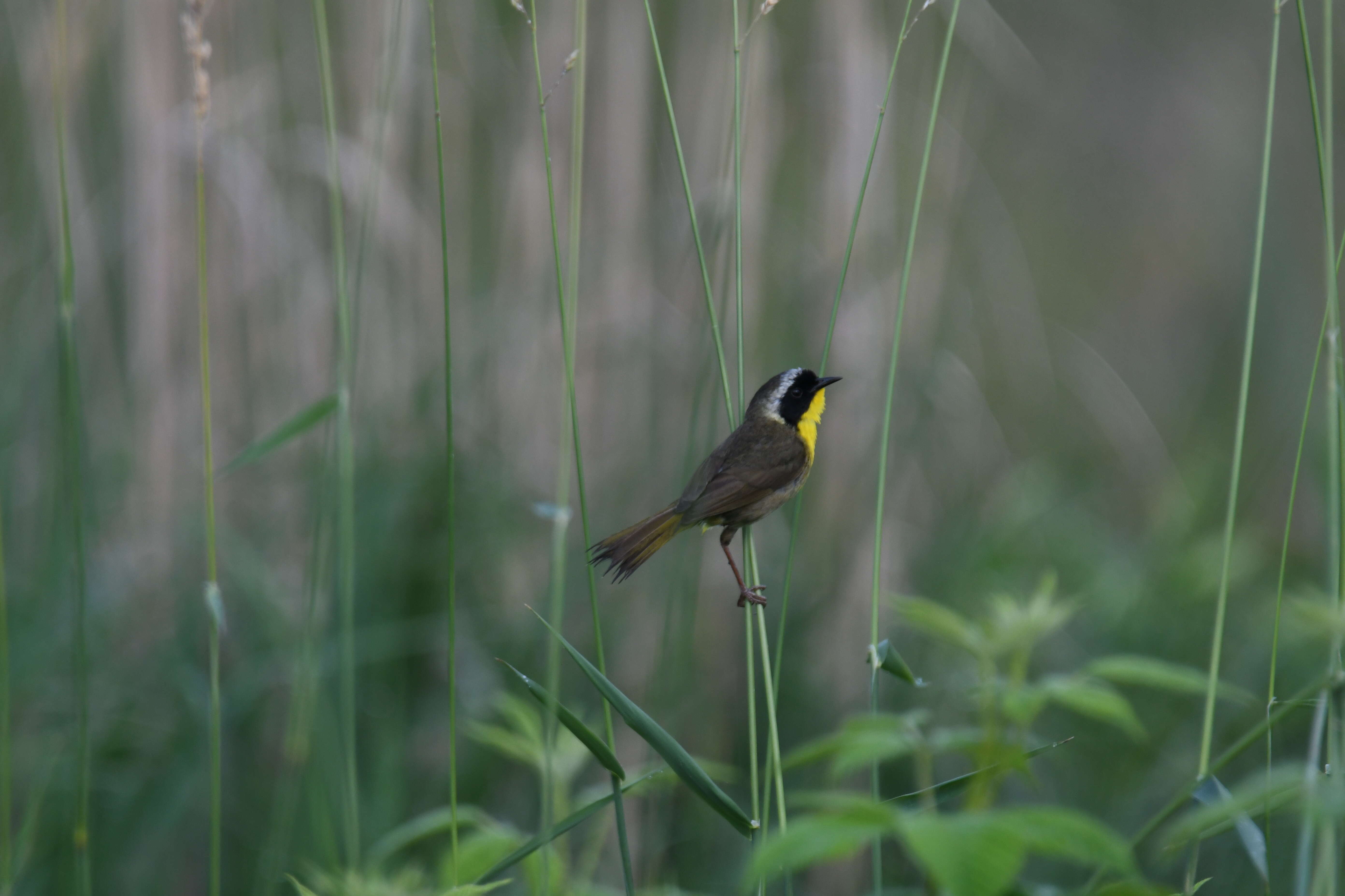 Image of Common Yellowthroat