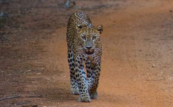 Image of Sri Lankan leopard