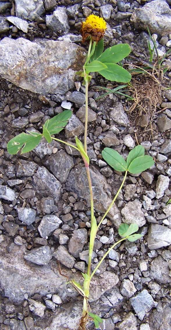 Image of brown clover