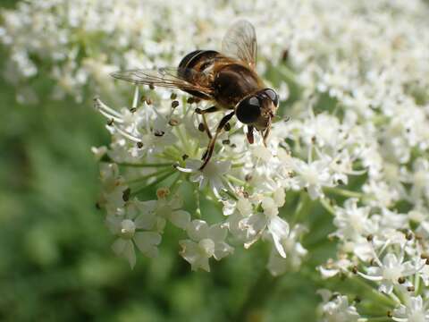 صورة <i>Eristalis nemorum</i>