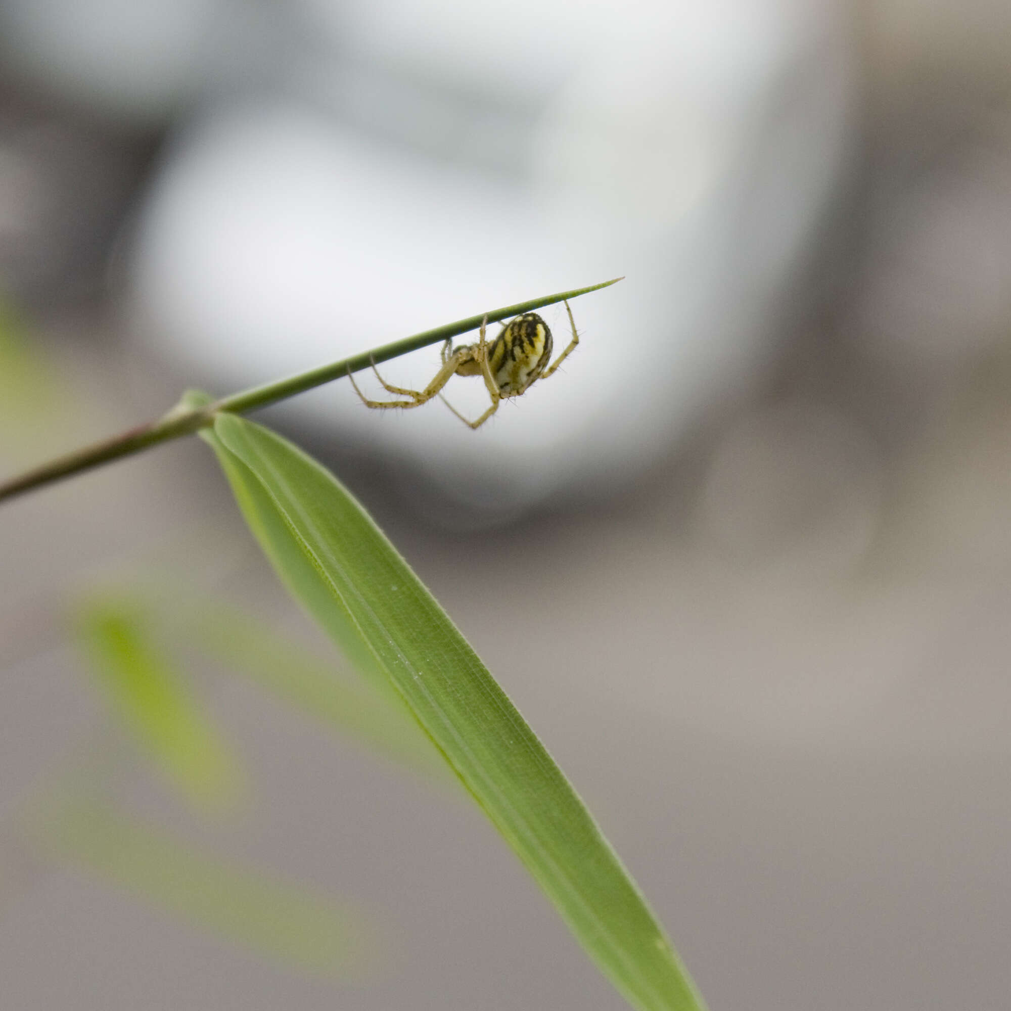 Image of Mangora acalypha (Walckenaer 1802)