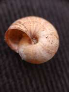 Image of Maritime gardensnail