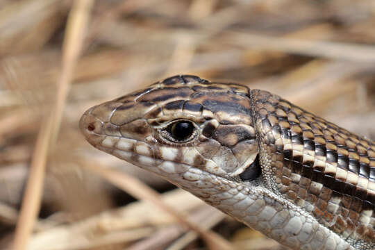 Image of Ornate Girdled Lizard