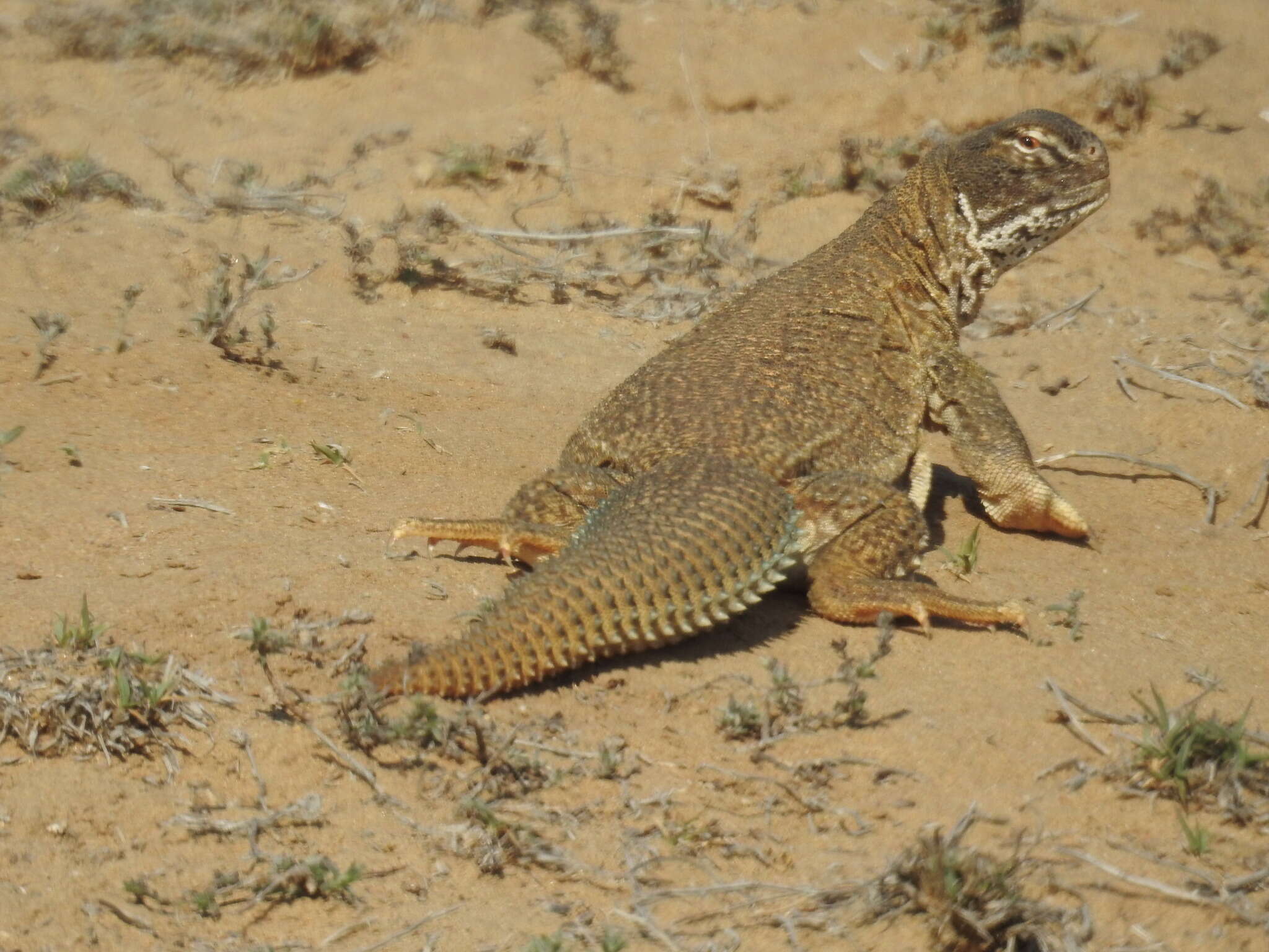 Image of Hardwick's spiny-tailed lizard