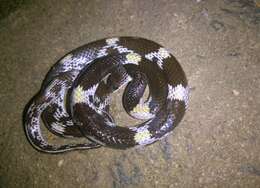 Image of Barred Wolf Snake