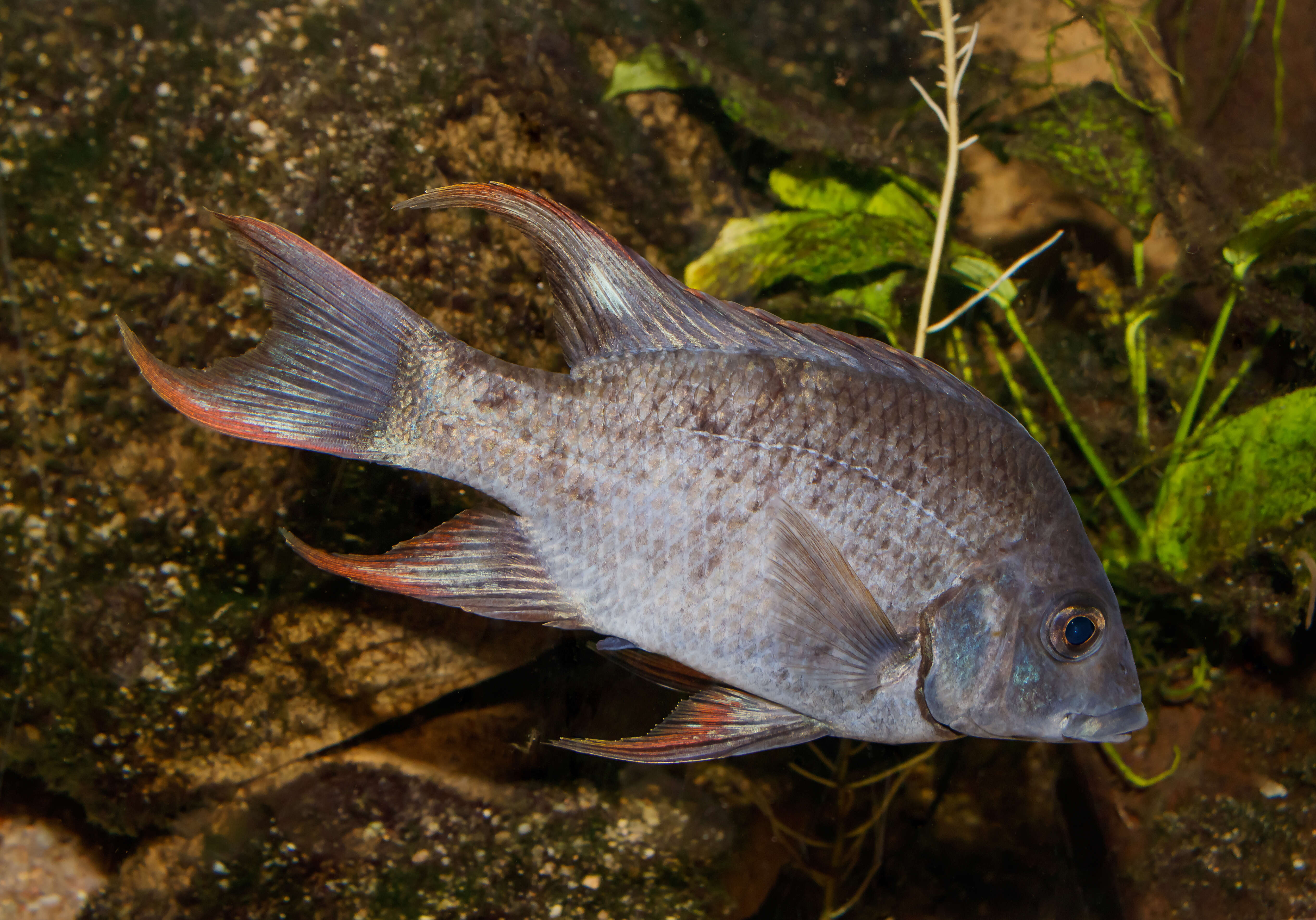 Image of Ptychochromis insolitus Stiassny & Sparks 2006