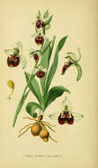 Image of Ophrys holosericea