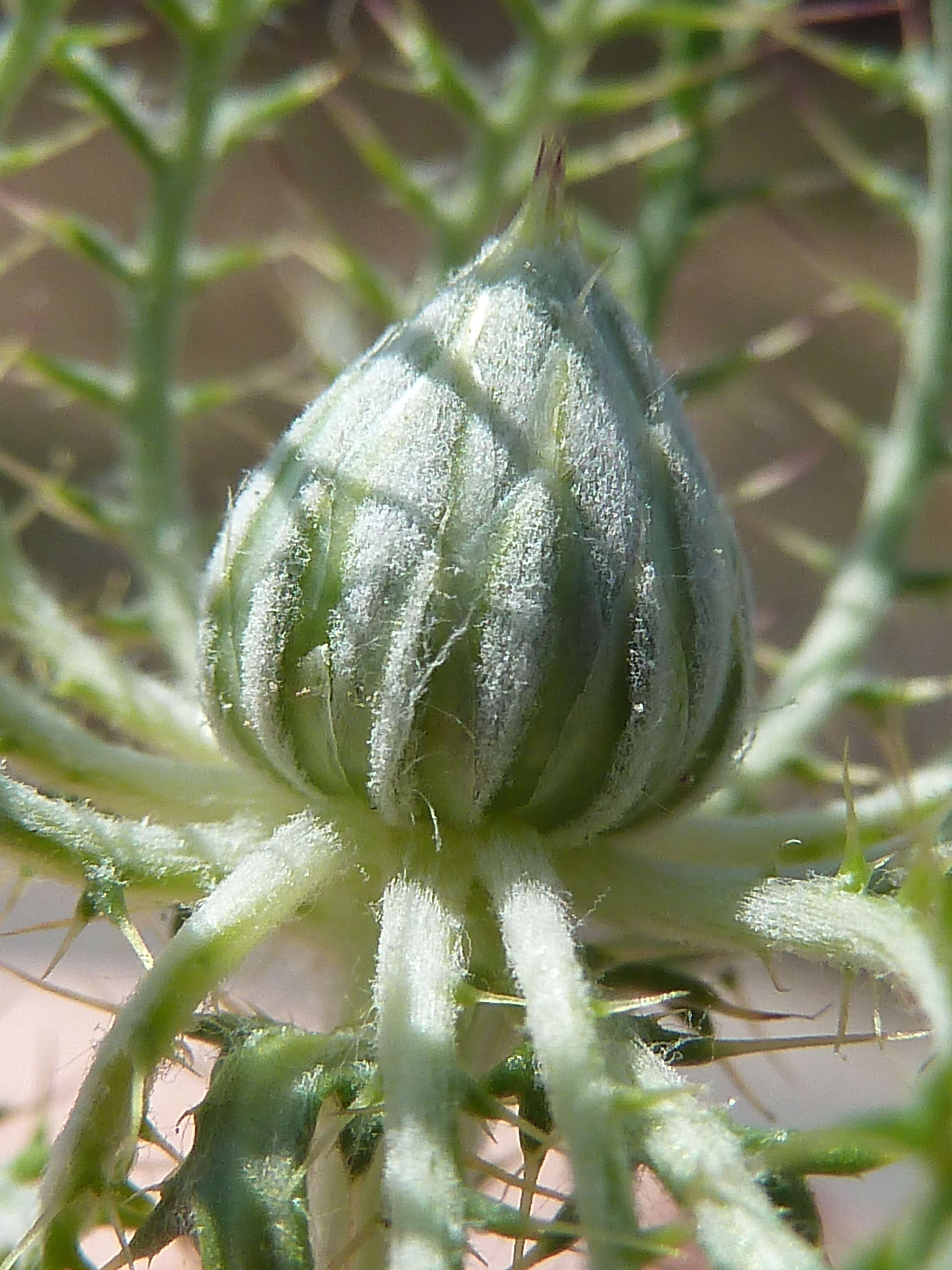 Image of Cage thistle