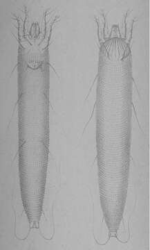 Image of Eriophyes tiliae