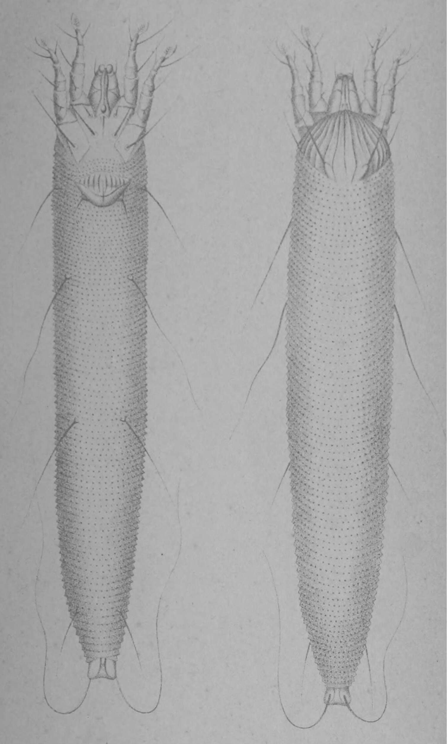Image of Eriophyes tiliae
