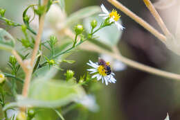 Halictus ligatus Say 1837的圖片