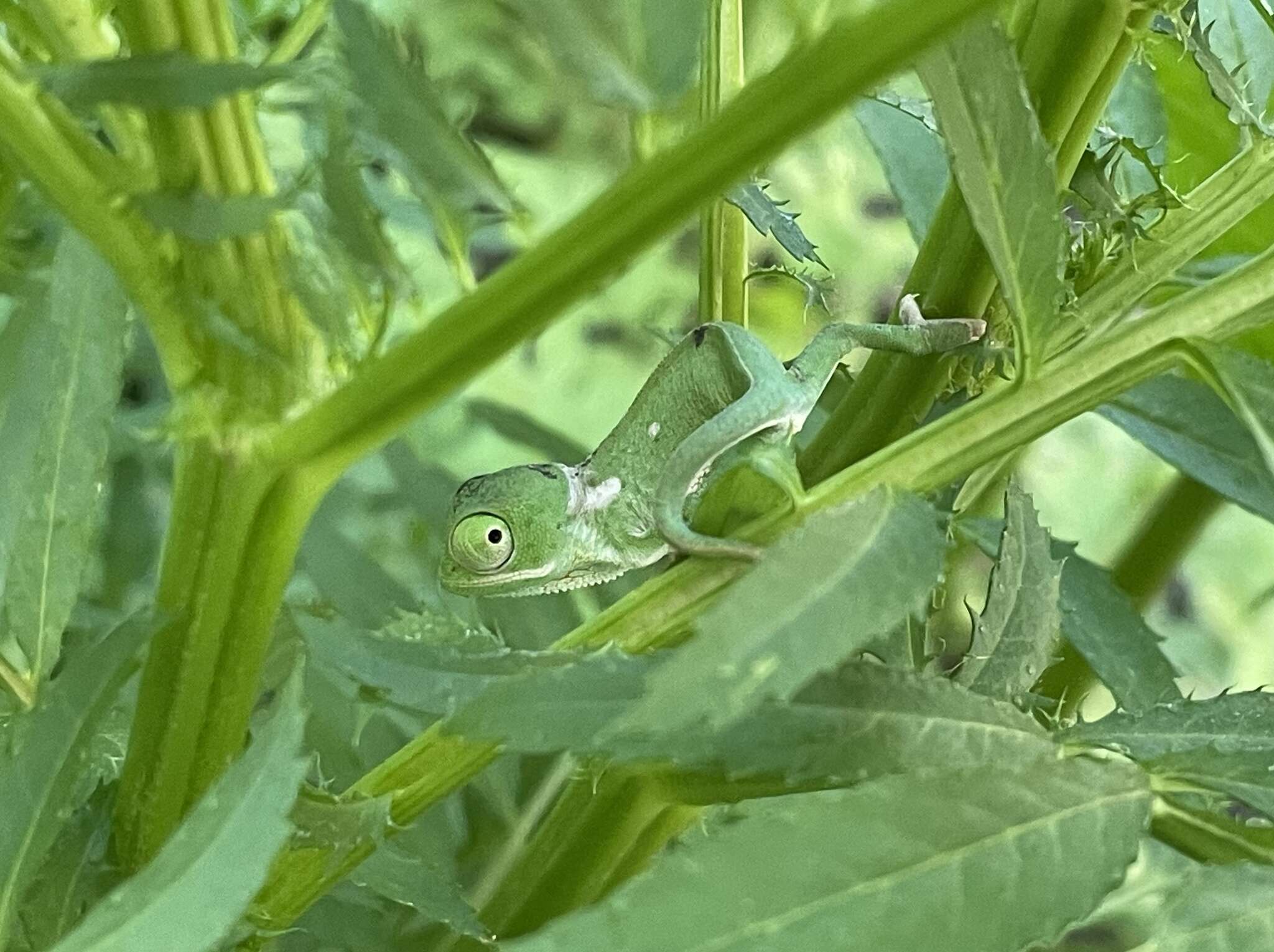 Image of Common African Flap-necked Chameleon