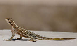 Image of Mwanza Flat-headed Rock Agama