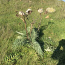 Image of <i>Cynara cardunculus altilis</i>