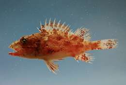 Image of Spinycheek Scorpionfish