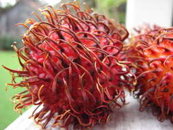 Image of rambutan