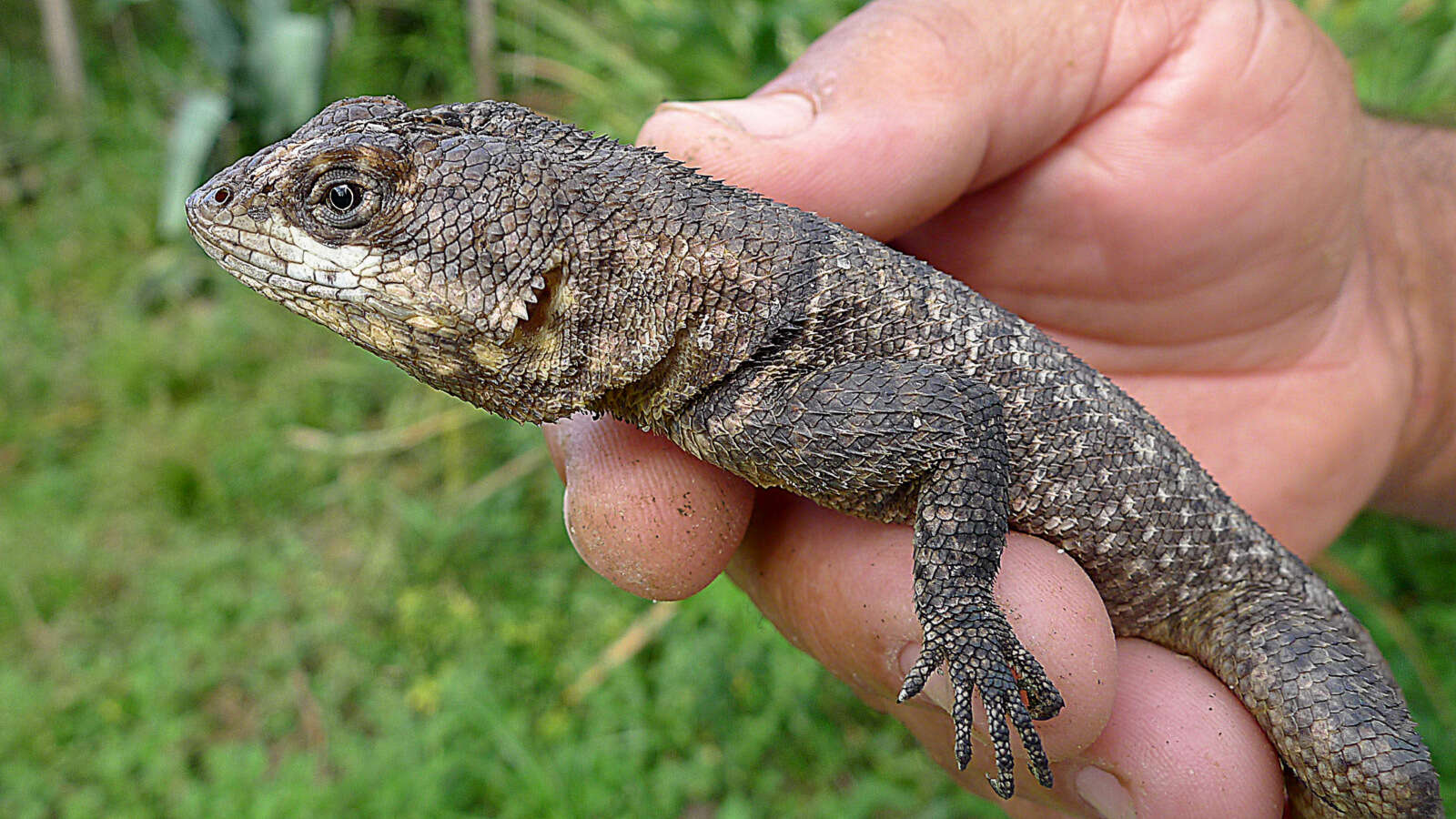 Image of Peters' Lava Lizard