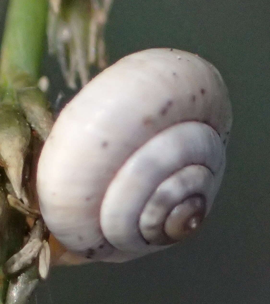 Image of Mediterranean Coastal Snail