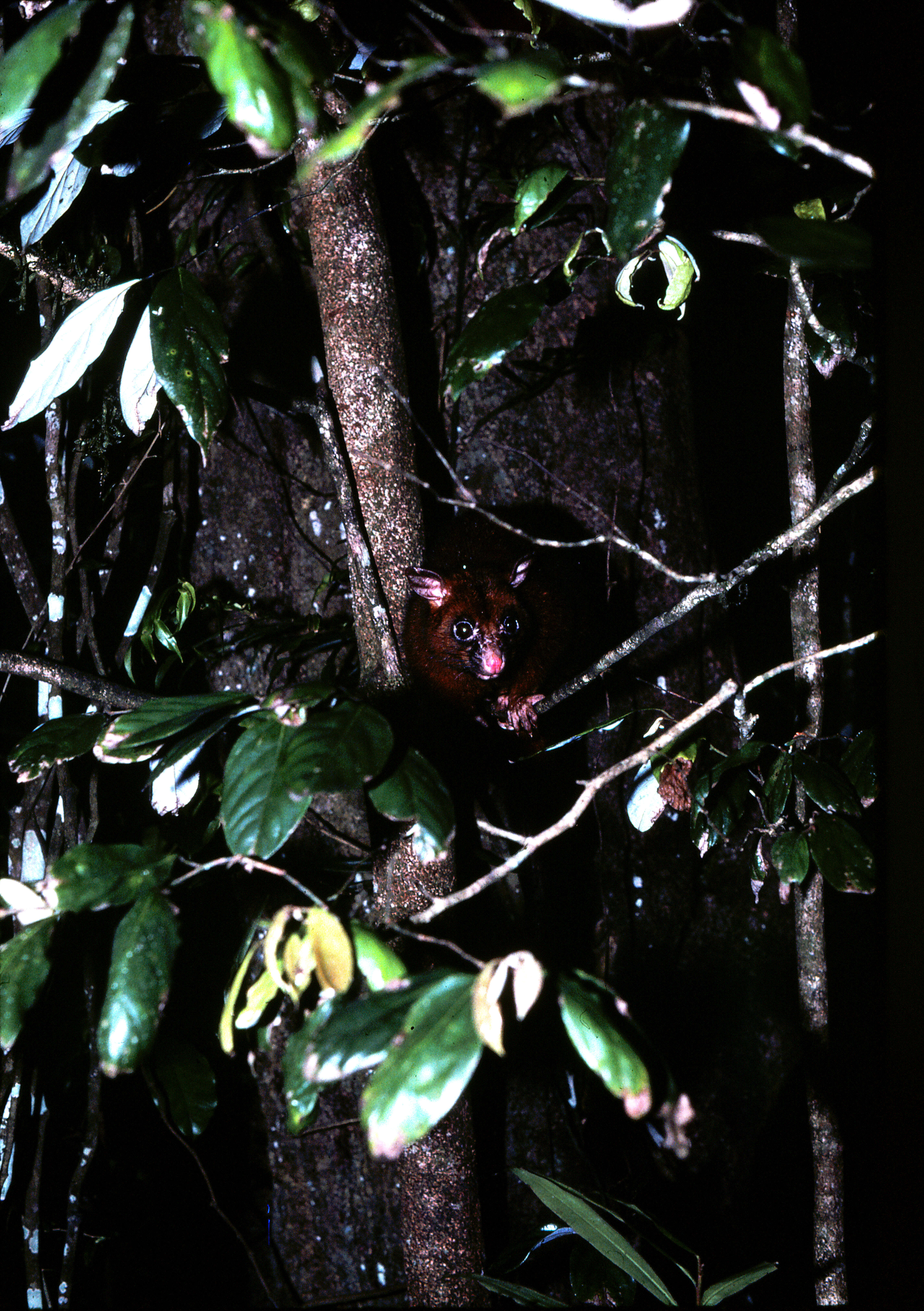 Image of Coppery Brushtail Possum