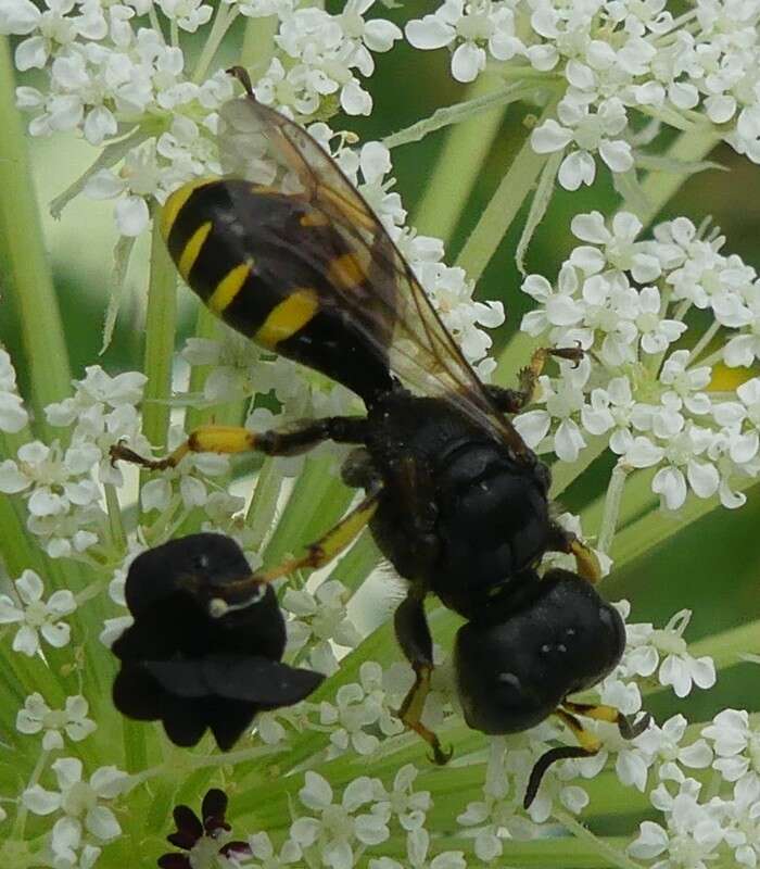 Image of Ectemnius cephalotes (Olivier 1792)