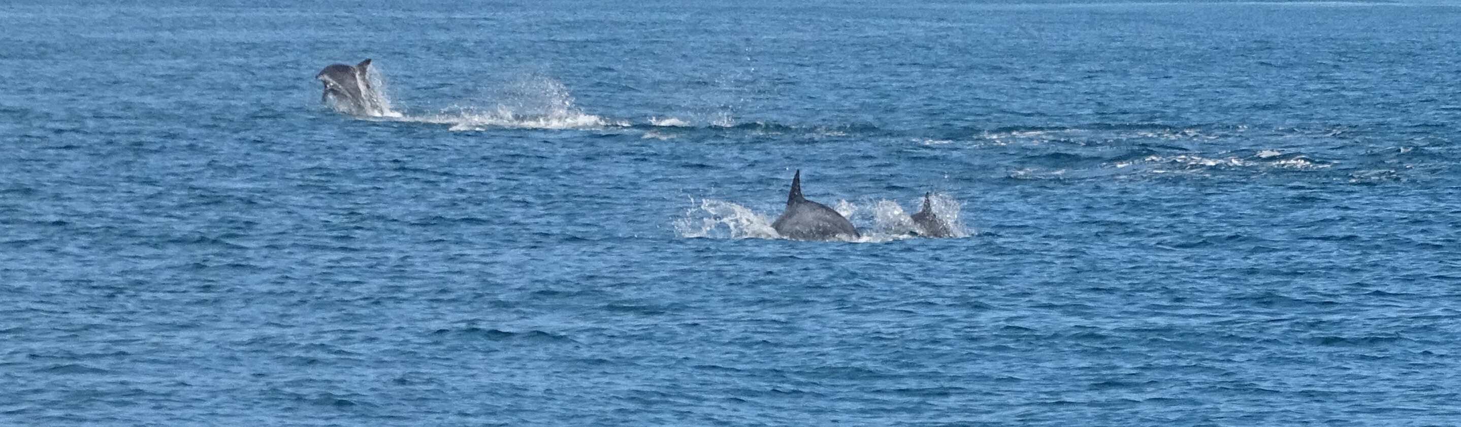 Image of Bottlenose Dolphin