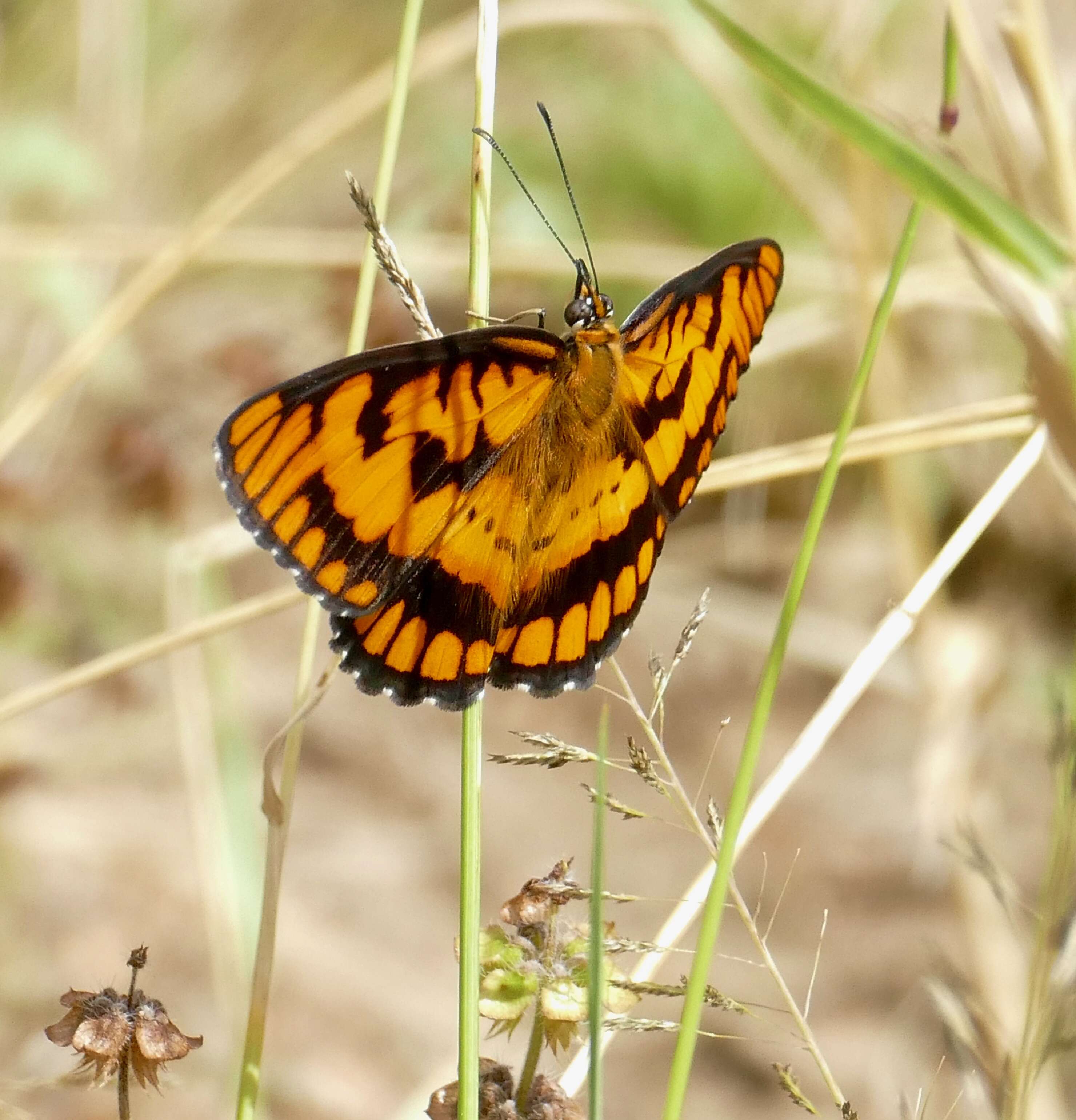 Image of Byblia ilithyia Drury 1773