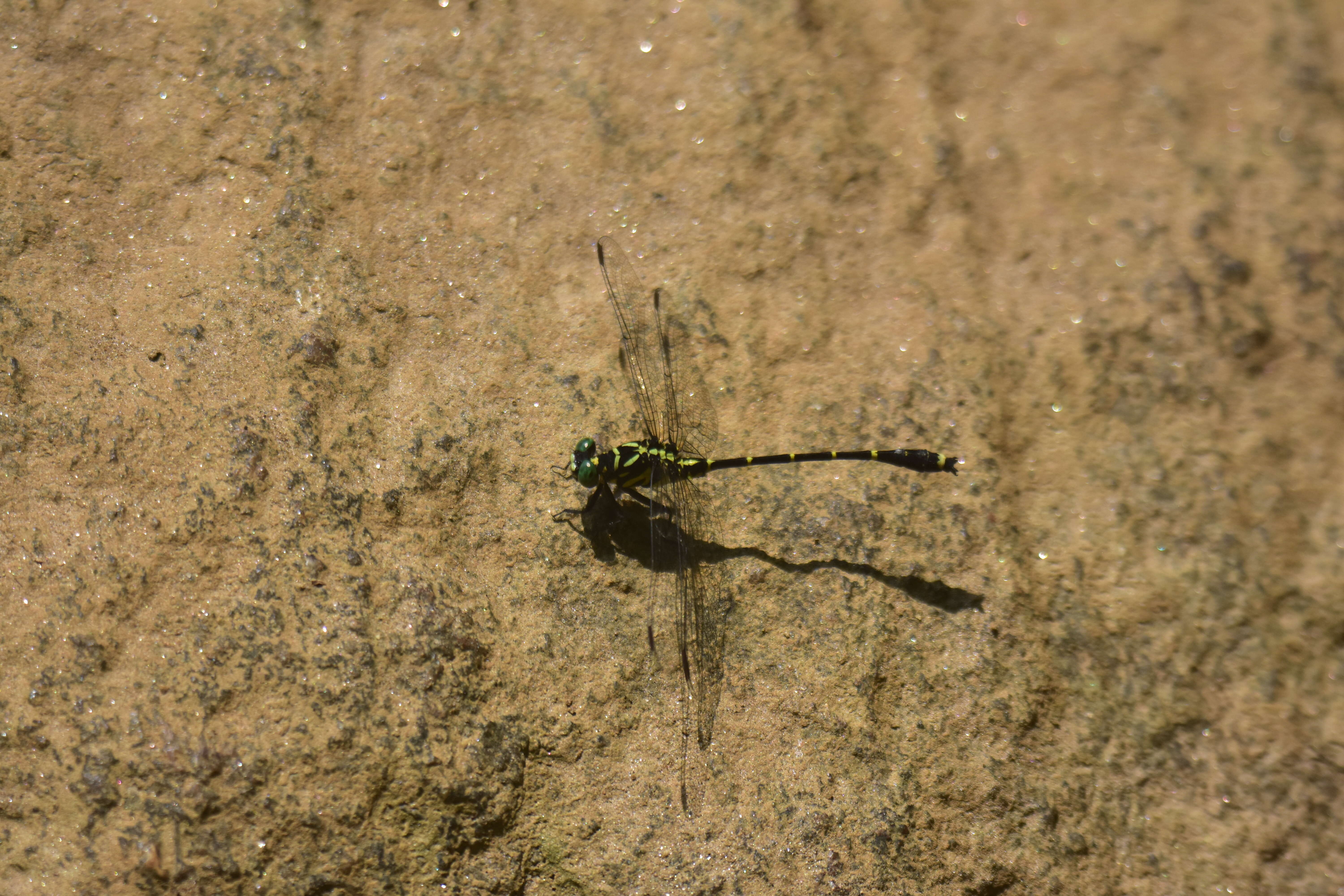 Image of Burmagomphus cauvericus Fraser 1926