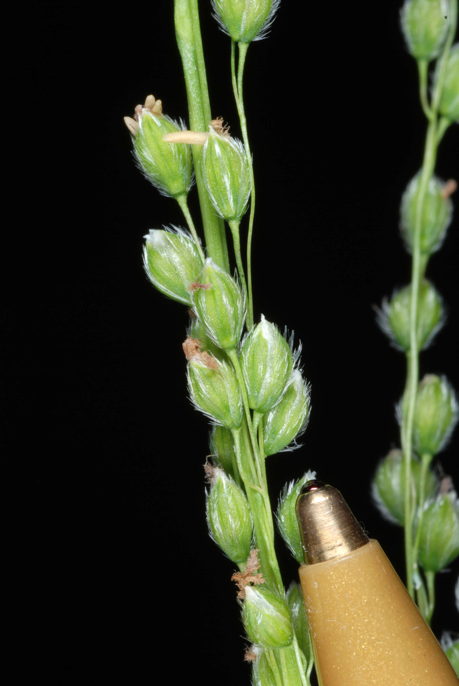 Image of Anthenantia villosa