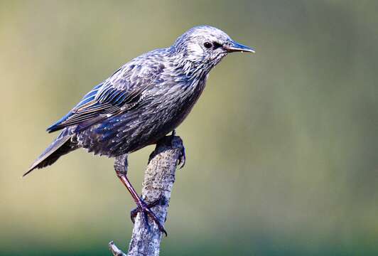 Image of Spotless Starling