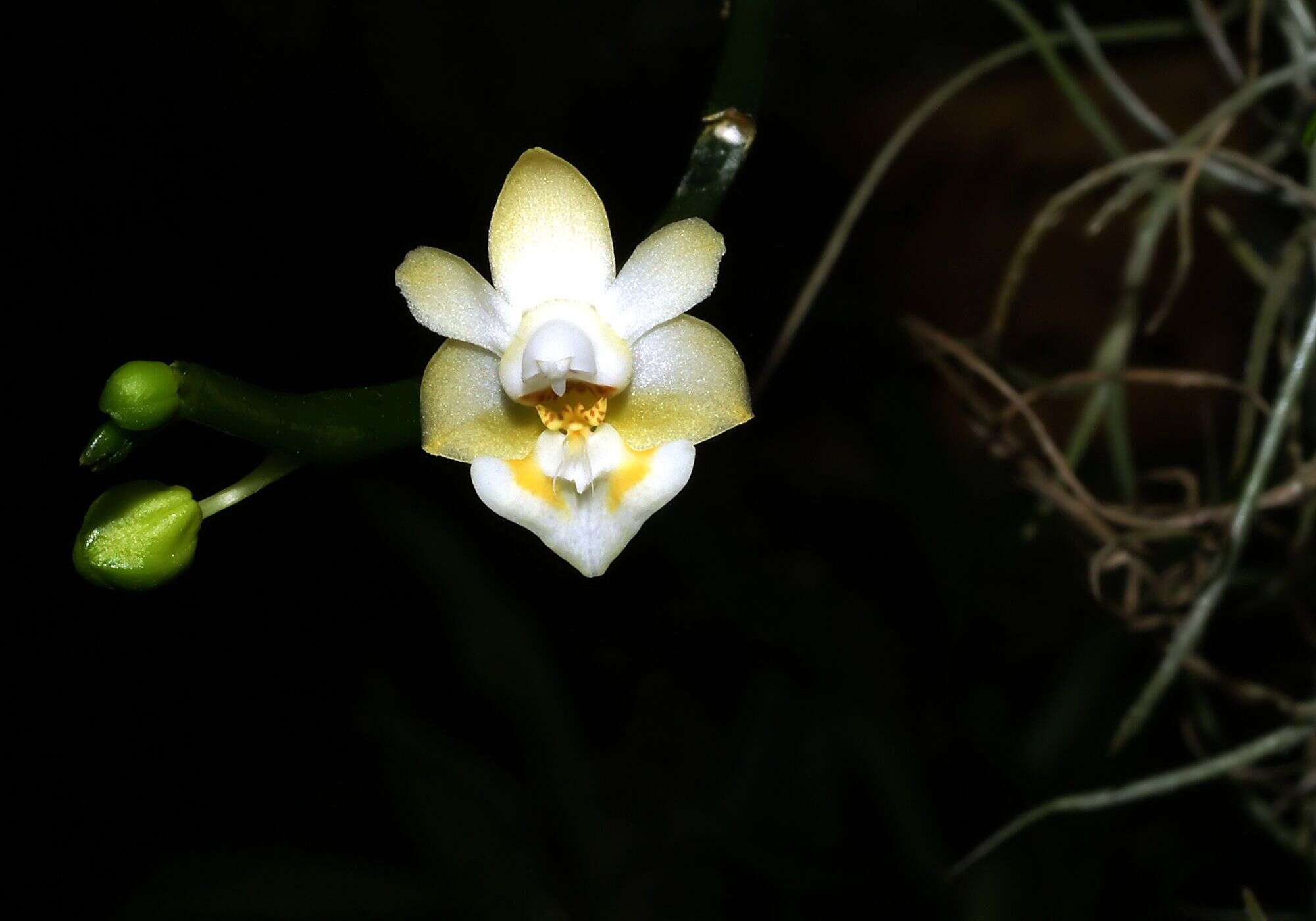 Image de Phalaenopsis gibbosa H. R. Sweet