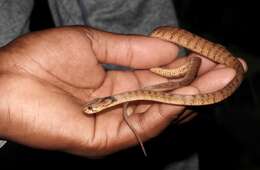 Image of Keeled Slug-eating Snake