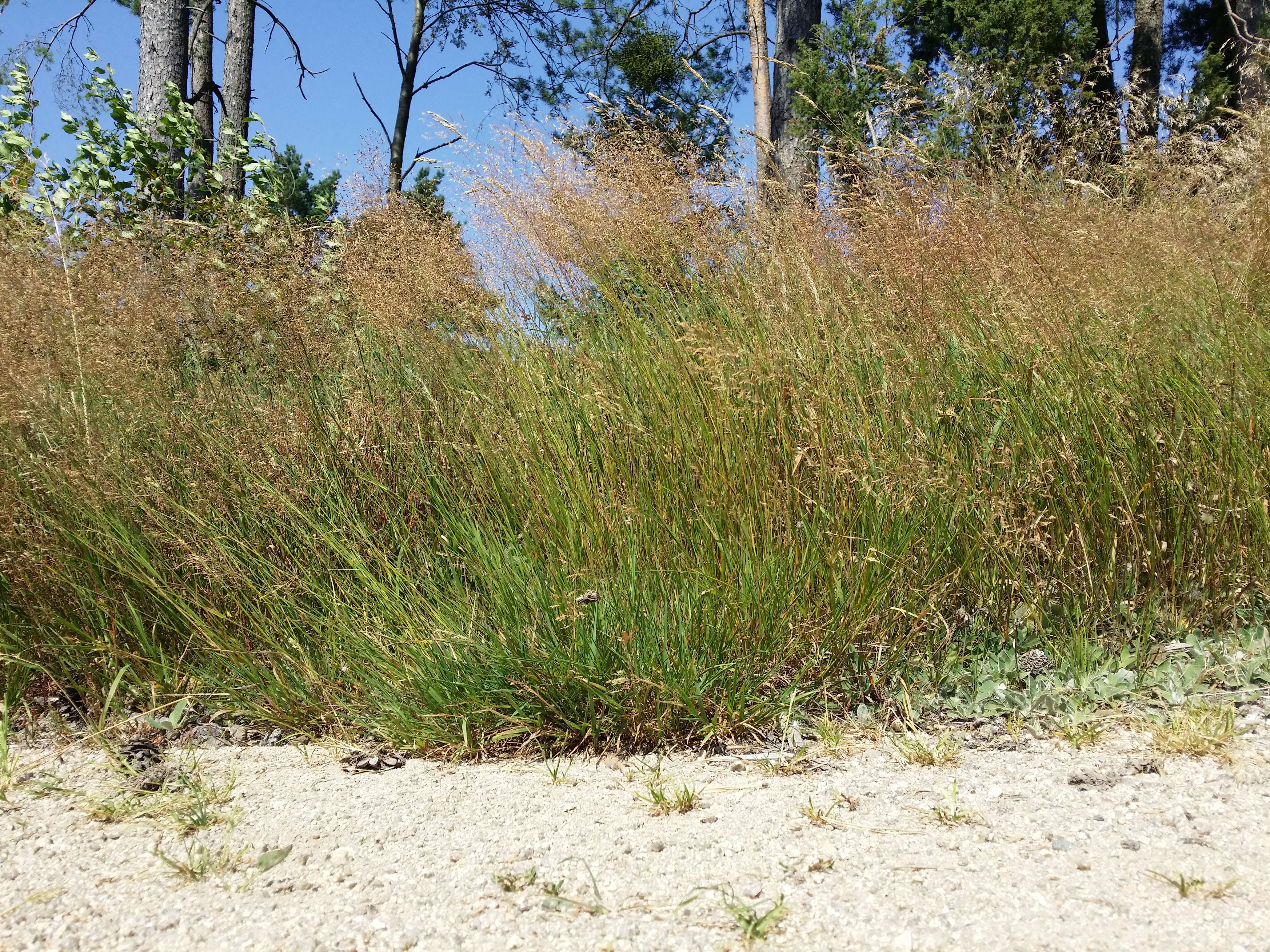 Image de Agrostis commun