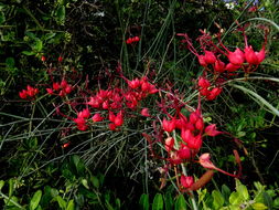 Image of <i>Cadaba aphylla</i>