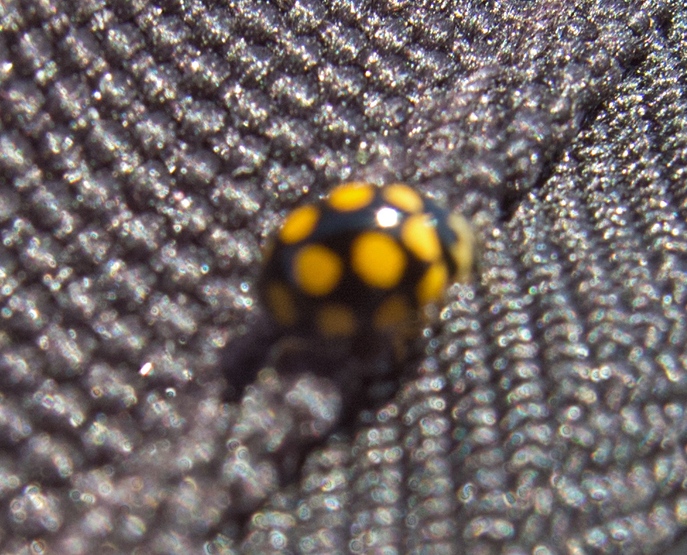 Image of <i>Coccinula quatuordecimpustulata</i>