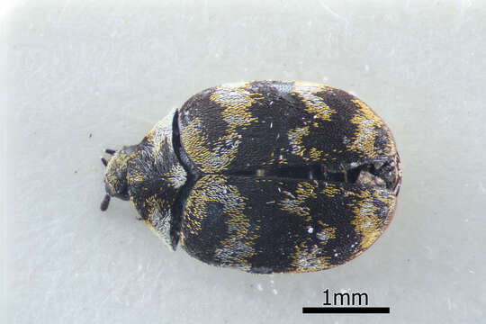 Anthrenus verbasci (Linnaeus 1767) resmi