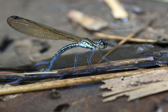 18.https www inaturalist org photos 6043966.580x360