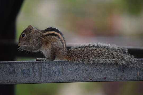 Image of Indian palm squirrel