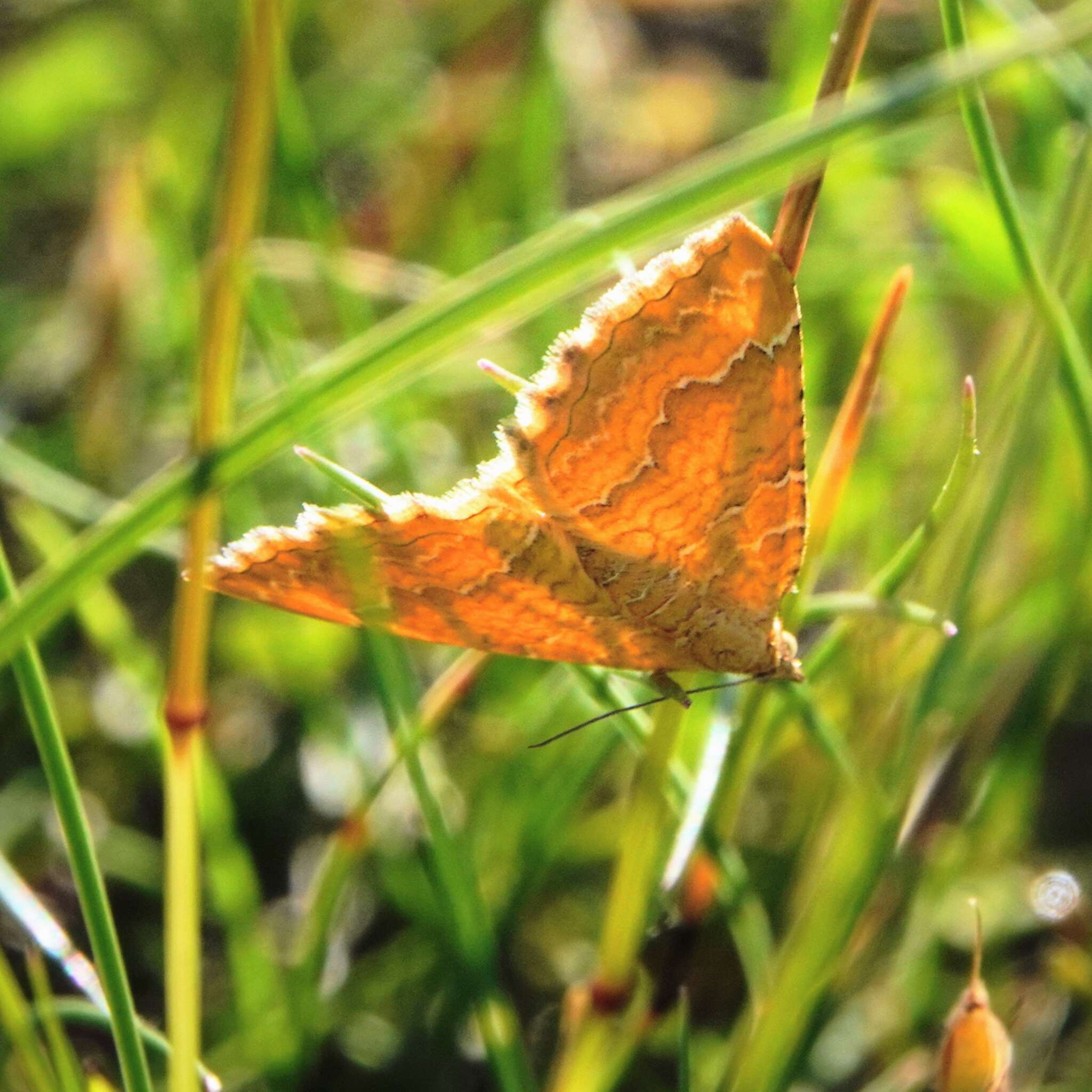 Plancia ëd Camptogramma bilineata