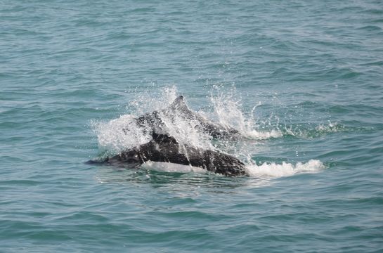 Image of Dall's Porpoise